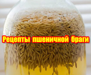 фото Рецепты приготовления браги из пшеницы
